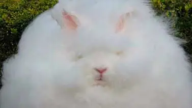 Los conejos más peludos del mundo Los conejos más peludos del mundo