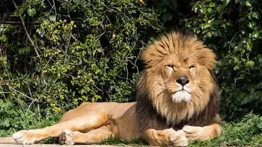 El regreso del presunto león del Atlas El regreso del presunto león del Atlas