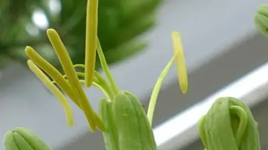 Florece agave de 80 años Florece agave de 80 años