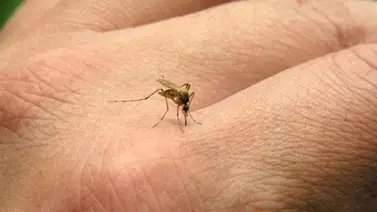 Confirman primer caso del virus chikungunya en Brasilia Confirman primer caso del virus chikungunya en Brasilia