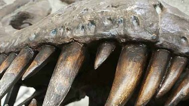 Seis cosas que no sabías sobres dinosaurios