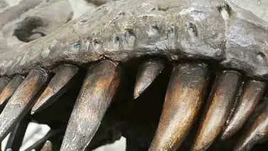 Seis cosas que no sabías sobres dinosaurios Seis cosas que no sabías sobres dinosaurios