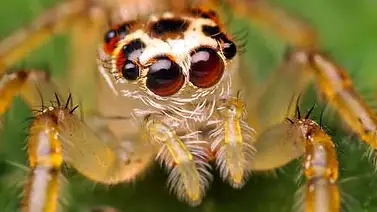 Exposición de arañas en Nueva York ayuda a no temerles Exposición de arañas en Nueva York ayuda a no temerles