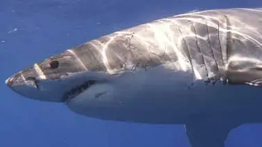Tiburón muerde a nadador en una playa de California Tiburón muerde a nadador en una playa de California