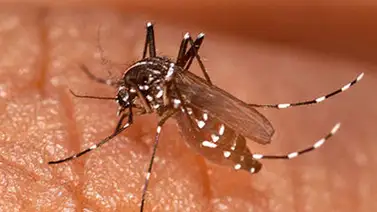 Puerto de Guanta activó vigilancia epidemiológica ante fiebre Chikungunya Puerto de Guanta activó vigilancia epidemiológica ante fiebre Chikungunya