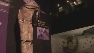 VIDEO: Fósiles del mayor dinosaurio asombran a miles VIDEO: Fósiles del mayor dinosaurio asombran a miles