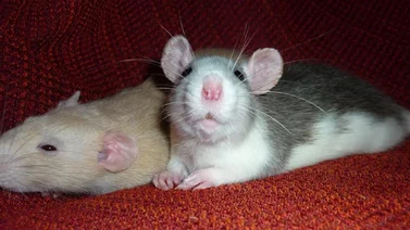 Hombre es acusado de crueldad con ratas