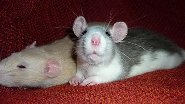 Hombre es acusado de crueldad con ratas Hombre es acusado de crueldad con ratas