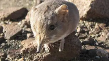 Descubren "ratón" con trompa, emparentado con los elefantes Descubren "ratón" con trompa, emparentado con los elefantes