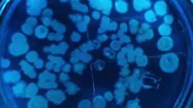 ¿Cuál es el ser vivo más pequeño? ¿Cuál es el ser vivo más pequeño?