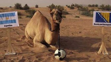 El camello Shaheen predice desde Dubái los resultados del Mundial