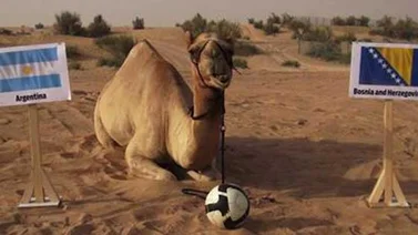 El camello Shaheen predice desde Dubái los resultados del Mundial