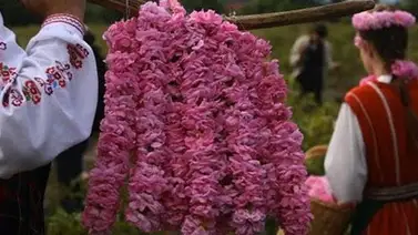 El oro perfumado del Valle de las Rosas de Bulgaria El oro perfumado del Valle de las Rosas de Bulgaria