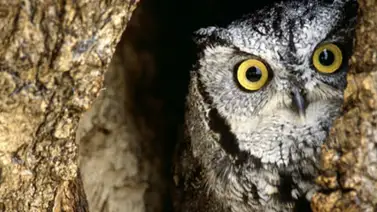 Acariciar búhos, última apuesta de los populares cafés con animales de Japón Acariciar búhos, última apuesta de los populares cafés con animales de Japón
