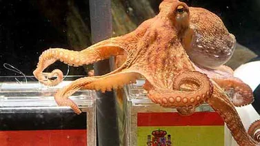 ¡Y el ganador es…! ¿Quién será el sustituto del Pulpo Paul?