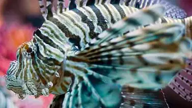 Pez León: Una especie marina que se introduce en la gastronomía venezolana Pez León: Una especie marina que se introduce en la gastronomía venezolana