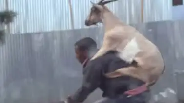 VIDEO: Este hombre llevó una cabra en su espalda mientras iba a bicicleta VIDEO: Este hombre llevó una cabra en su espalda mientras iba a bicicleta