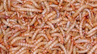 Experimento: La dieta de gusanos para los astronautas