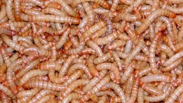 Experimento: La dieta de gusanos para los astronautas