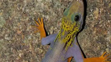 Esta es la nueva lagartija que descubrieron en la jungla ecuatoriana Esta es la nueva lagartija que descubrieron en la jungla ecuatoriana