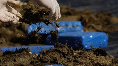 Ministerio Público logró condena para hombre por tráfico de droga en Barinas