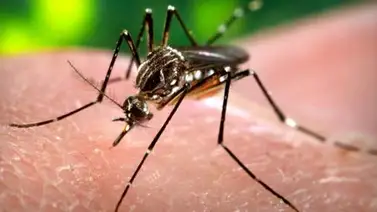 Venezuela en alerta por casos de malaria y dengue en primeros cinco meses Venezuela en alerta por casos de malaria y dengue en primeros cinco meses