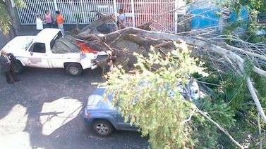 Un árbol aplastó dos vehículos en La Carlota