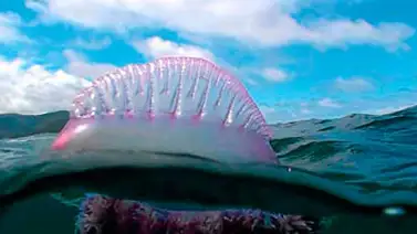Medusas que provocan caos en las playas Medusas que provocan caos en las playas
