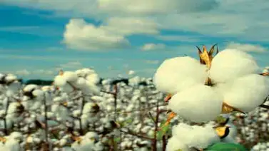 El algodón con insecticida protege a los pinzones de Darwin de parásitos El algodón con insecticida protege a los pinzones de Darwin de parásitos