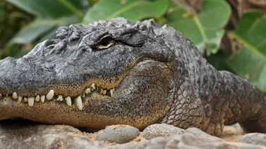 Lagarto asusta a colegiales en Bolivia