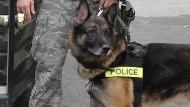 Sospechoso mata a perro policía de Portland Sospechoso mata a perro policía de Portland