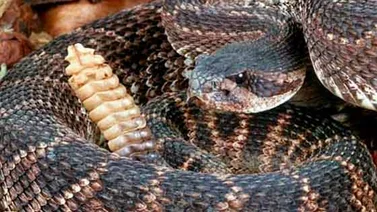 Serpiente mordió a un hombre que observaba un caimán