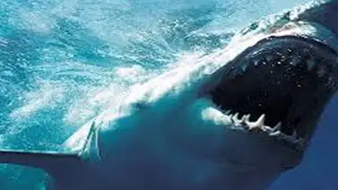 Localizan en Australia el tiburón blanco más grande de sus costas Localizan en Australia el tiburón blanco más grande de sus costas