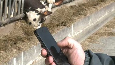 VIDEO: SMS para vigilar a las vacas