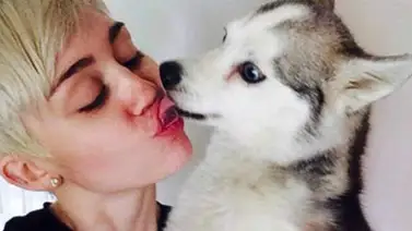 Miley Cyrus vive el segundo peor día de su vida por la muerte de su perro Miley Cyrus vive el segundo peor día de su vida por la muerte de su perro