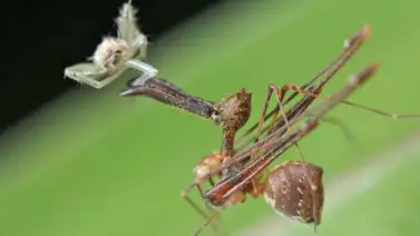 Arañas pelicano, cazadoras especializadas Arañas pelicano, cazadoras especializadas