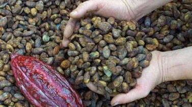 Importancia del cacao se expondrá en IV Feria del Chocolate de la Fundación Previsora