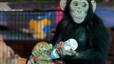 ¿Puede este astuto chimpancé leer su mente?