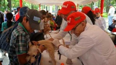 Misión Nevado en Lara atendió a cerca de 300 perros y gatos en una semana