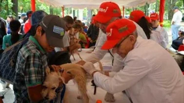 Misión Nevado en Lara atendió a cerca de 300 perros y gatos en una semana