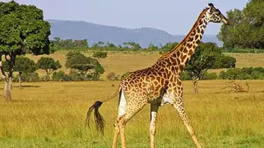 Zoológico de Dinamarca mata joven jirafa por haber muchas de su especie Zoológico de Dinamarca mata joven jirafa por haber muchas de su especie