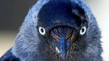 El ave que asusta con la mirada El ave que asusta con la mirada