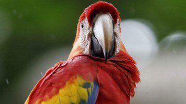 Increíble: ¡Guacamayas pintan de colores a Caracas!
