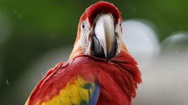 Increíble: ¡Guacamayas pintan de colores a Caracas!
