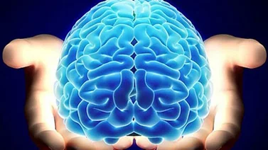 Identifican parte del cerebro que nos hace humanos