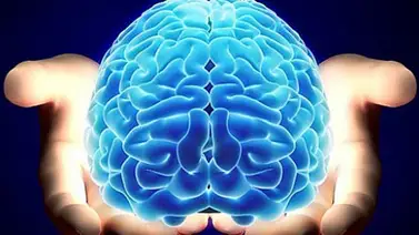 Identifican parte del cerebro que nos hace humanos Identifican parte del cerebro que nos hace humanos