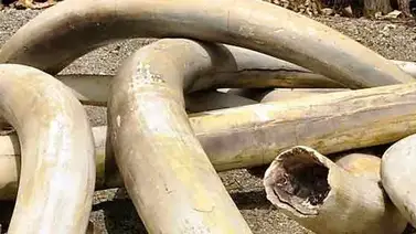 Multa récord de 170.500 euros para un chino en Kenia por tráfico de marfil Multa récord de 170.500 euros para un chino en Kenia por tráfico de marfil