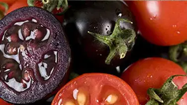 El tomate morado: Un nuevo "superalimento" modificado El tomate morado: Un nuevo "superalimento" modificado