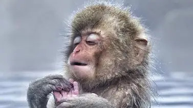 Estos monos japoneses disfrutan de las aguas termales ante el inclemente frío Estos monos japoneses disfrutan de las aguas termales ante el inclemente frío