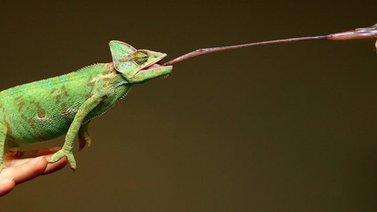 ¿Cuán rápida es la lengua de un camaleón?